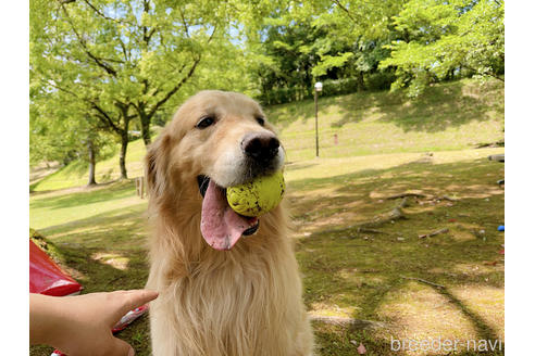 販売中のゴールデンレトリーバーの親犬