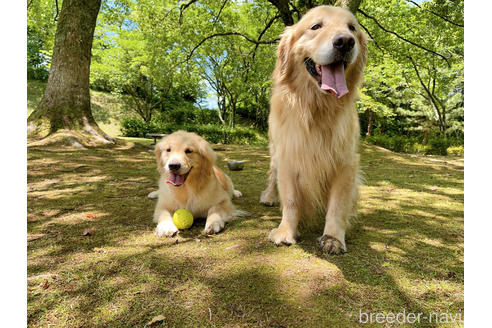 販売中のゴールデンレトリーバーの親犬