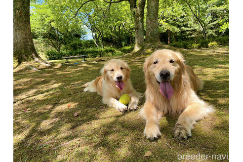 販売中のゴールデンレトリーバーの親犬