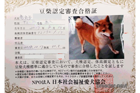 販売中の豆柴の親犬