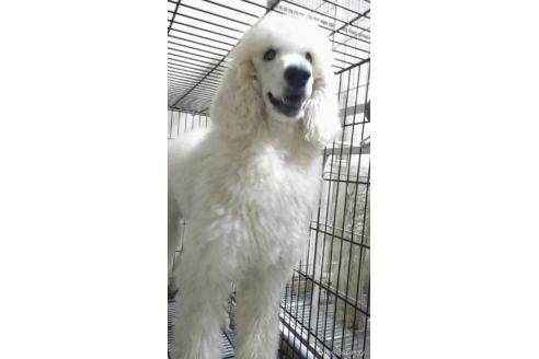販売中のスタンダードプードルの親犬
