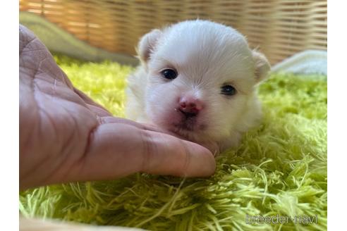 ミックス犬の子犬を探す ブリーダーナビ ミックス犬の子犬を探す ブリーダーナビ