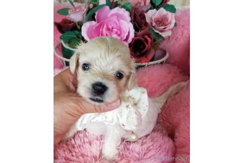 茨城県のその他の犬種 男の子 21 07 02生まれ 可愛い女の子 子犬id ブリーダーナビ 茨城県のその他の犬種 男の子 21 07 02生まれ 可愛い女の子 子犬id ブリーダーナビ