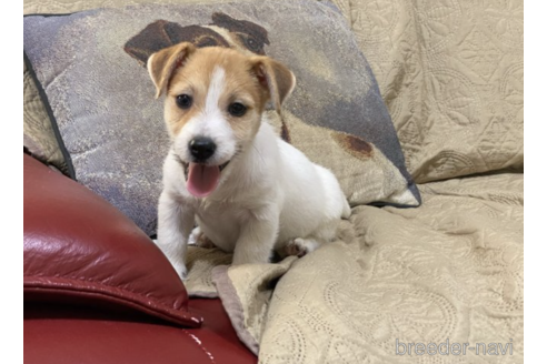 埼玉県のジャックラッセルテリア 男の子 21 06 03生まれ 半年後 1年後 10年後にキッチンブリーダー 五目 子犬 Id ブリーダーナビ 埼玉県のジャックラッセルテリア 男の子 21 06 03生まれ 半年後 1年後 10年後にキッチンブリーダー 五目 子犬 Id ブリーダーナビ