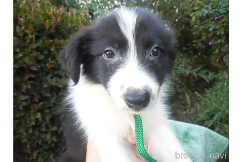 ボーダーコリーの子犬を探す ブリーダーナビ
