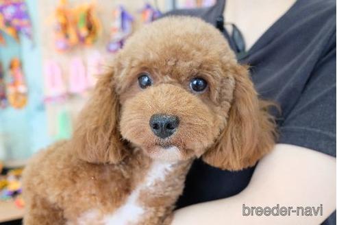 販売中のトイプードルの親犬