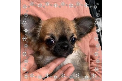 販売中のチワワ(ロングコート)の親犬
