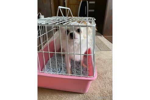 販売中のチワプー:チワワ×トイプードルの親犬