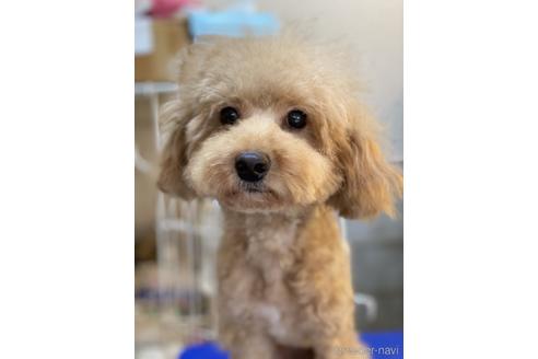 販売中のチワプー:チワワ×トイプードルの親犬