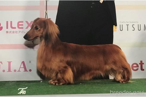 販売中のミニチュアダックスフンド(ロングヘアード)の親犬