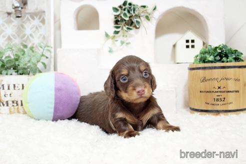 ミニチュアダックスフンドの子犬を探す ブリーダーナビ
