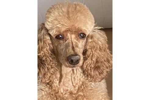 販売中のスタンダードプードルの親犬