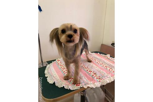 販売中のヨークシャーテリアの親犬