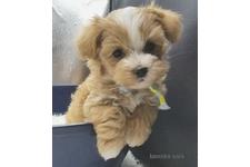 ♀︎マルプー:マルチーズ×トイプードル