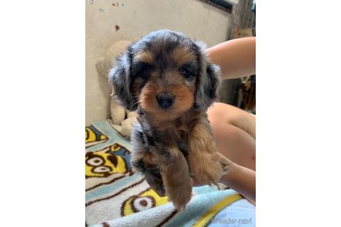 茨城県のミックス犬 女の子 21 06 生まれ プードル Mダックスmix 子犬id 1435 ブリーダーナビ