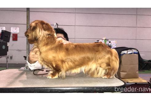 販売中のミニチュアダックスフンド(ロングヘアード)の親犬