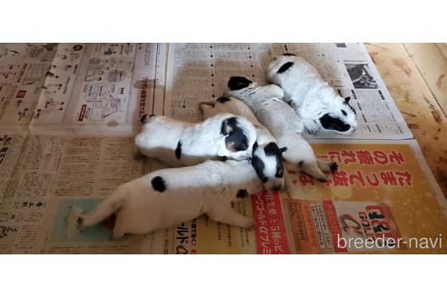 関東でオーストラリアンキャトルドッグの子犬を探す ブリーダーナビ 関東でオーストラリアンキャトルドッグの子犬を探す ブリーダーナビ