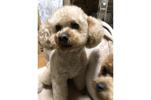 販売中のトイプードルの親犬
