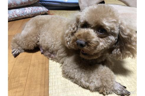 販売中のトイプードルの親犬