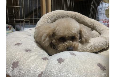 販売中のトイプードルの親犬
