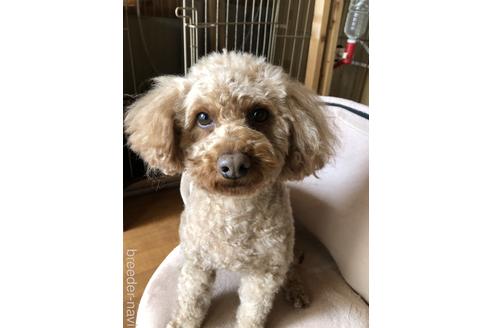 販売中のトイプードルの親犬