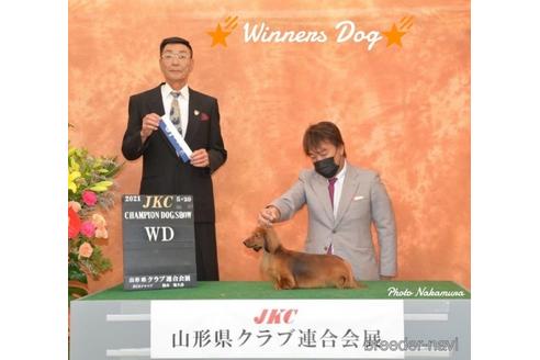 販売中のカニンヘンダックスフンド(ロングヘアード)の親犬