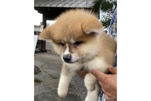 群馬県の秋田犬 女の子 21 06 08生まれ とても綺麗な可愛い女の子です 子犬id 1432 ブリーダーナビ