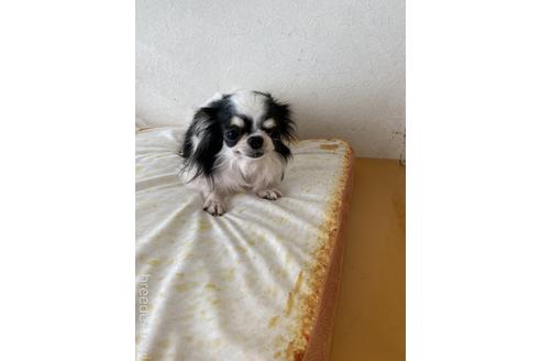 販売中のチワワ(ロングコート)の親犬