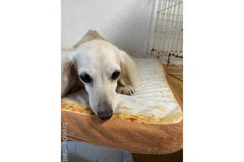 販売中のチワックス:チワワ×ミニチュアダックスフンドの親犬