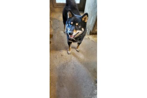 販売中の柴犬の親犬