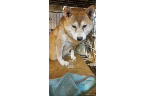 販売中の柴犬の母親