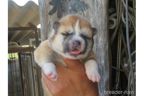 香川県で秋田犬の子犬を探す ブリーダーナビ