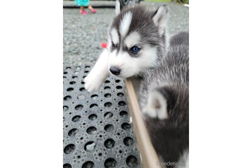 北海道でシベリアンハスキーの子犬を探す ブリーダーナビ 北海道でシベリアンハスキーの子犬を探す ブリーダーナビ