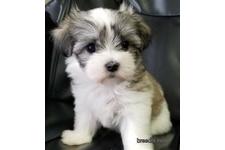 ♀︎チワマル:チワワ×マルチーズ