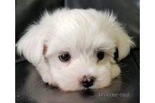 ♀︎チワマル:チワワ×マルチーズ