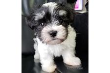 ♀︎チワマル:チワワ×マルチーズ