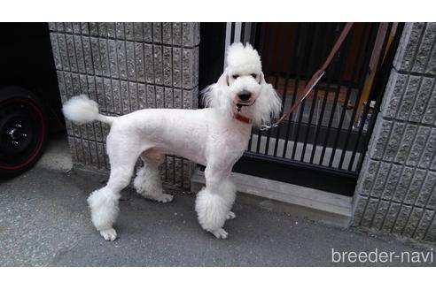 販売中のスタンダードプードルの親犬