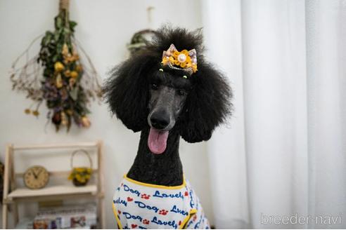 販売中のスタンダードプードルの親犬