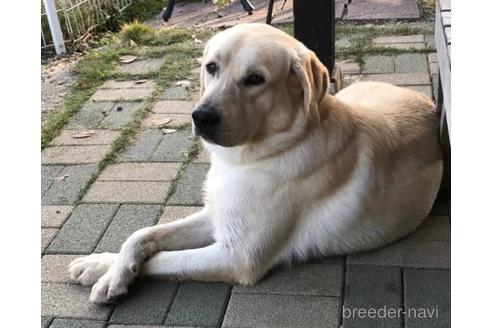 販売中のラブラドールレトリーバーの親犬