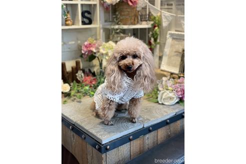 販売中のティーカッププードルの親犬
