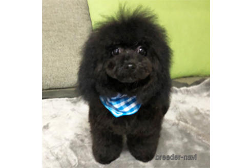 販売中のタイニープードルの親犬