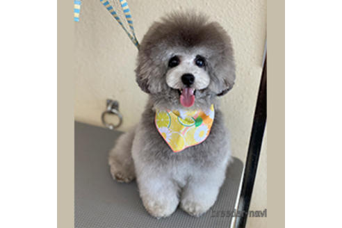 販売中のタイニープードルの親犬
