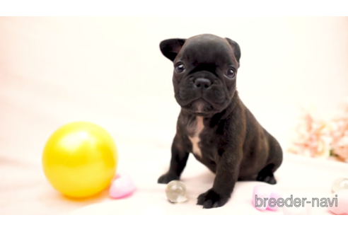 千葉県でフレンチブルドッグの子犬を探す ブリーダーナビ