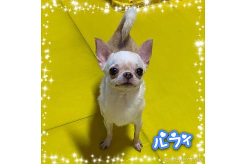 販売中のチワワ(ロングコート)の親犬