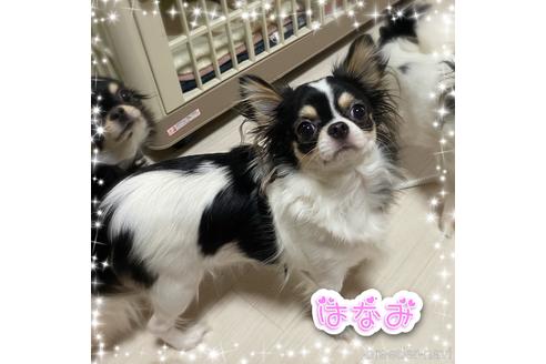 販売中のチワワ(ロングコート)の親犬