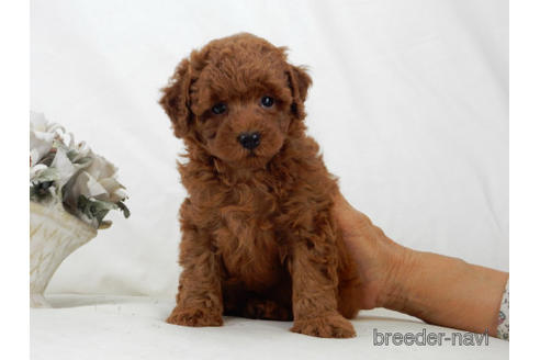 北海道でトイプードルの子犬を探す ブリーダーナビ