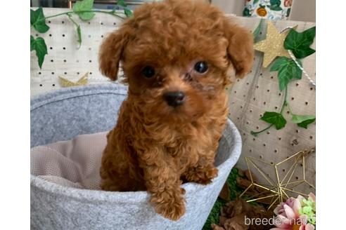 大分県でティーカッププードルの子犬を探す ブリーダーナビ 大分県でティーカッププードルの子犬を探す ブリーダーナビ