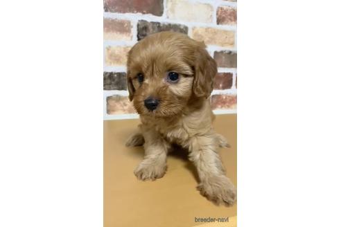 茨城県のマルプー 男の子 21 06 15生まれ とっても可愛い男の子 両親のいいとこどり 子犬id ブリーダーナビ