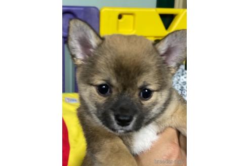 愛知県のミックス犬 女の子 21 06 24生まれ レッド 子犬id ブリーダーナビ 愛知県のミックス犬 女の子 21 06 24生まれ レッド 子犬id ブリーダーナビ