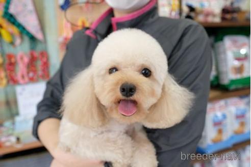 販売中のトイプードルの親犬